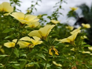 damiana flower in the morning