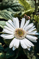 Obraz premium White Gerbera daisy with soft natural light. Close-up of a white deep green leaves pattern background. Soft light, elegant floral texture, and clean botanical composition. Perfect for wellness.