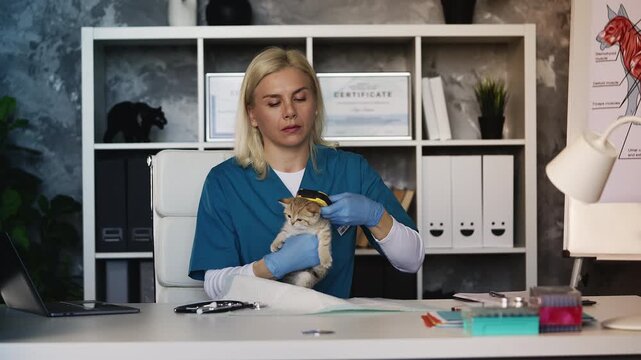 Woman animal doctor scanning kitten microchip and checking database online
