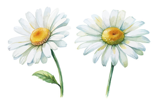 Oxeye Daisy Watercolor Bloom, Rustic Meadow Wildflower Illustration Isolated on White