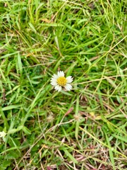 Very pretty little bidens alba flower with a blurred or defocused background of greenery behind it. Bidens alba provide a nectar source for butterflies and honey-bees