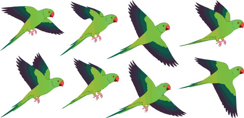 Fototapeta premium Indian Ringneck Parrot Vector Set Eight Green Birds in Flight and Perched