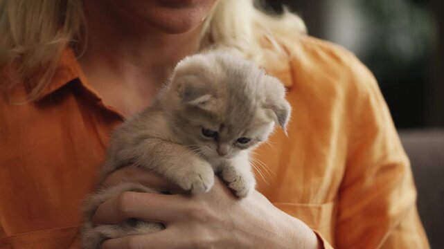 Woman holding adorable Scottish Fold kitten while working online at home