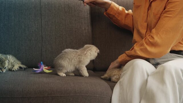 Woman playing with adorable purebred baby cats using fluffy pet toy