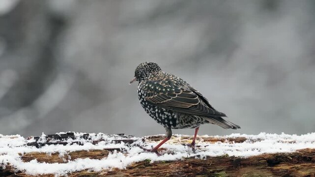 Star, Sturnus vulgaris