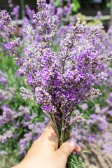 Woman hand holding a bunch of fresh lavender flowers in the blooming field.