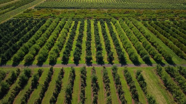 Aerial view of large apple orchard with parallel tree rows, green grass lanes and clear agricultural geometry, rural farmland landscape 