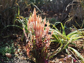 秋咲きセロシア