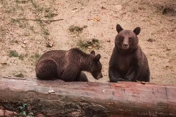 Two young brown bear cubs sitting on large fallen log in forest clearing Romania © CharnwoodPhoto