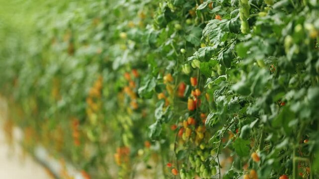 Greenhouse aisle focusing on ripening yellow and orange cherry tomatoes on hanging vines for organic farming and greenhouse agriculture concept.