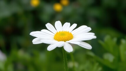 Obraz premium Closeup of a White Daisy Flower with Yellow Center Surrounded by Lush Green Foliage in Nature