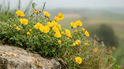 Cluster of Bright Yellow Wildflowers Blooming on Rocky Terrain in a Scenic Natural Landscape