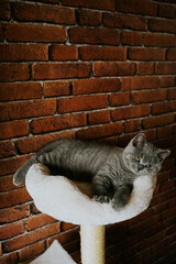 Kot brytyjski krótkowłosy © Katarzyna