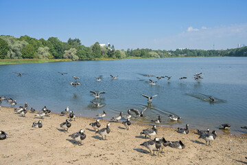 Weißwangengans Branta leucopsis, Meeresbucht Töölö bay, Töölönlahti, Helsinki, Finnland © Frank