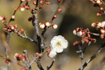 梅の花とつぼみ、梅、春の訪れ、開花