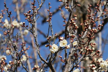梅の花とつぼみ、梅、春の訪れ、開花