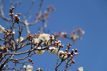 梅の花とつぼみ、梅、春の訪れ、開花