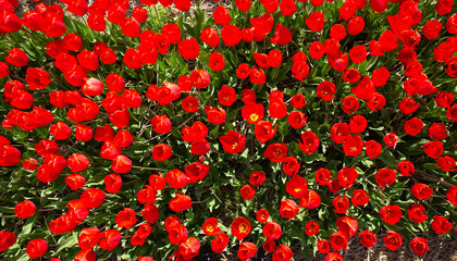 Dense red tulip carpet aerial view, rows of tightly packed buds and open blooms forming vibrant sea of crimson, lush green stems