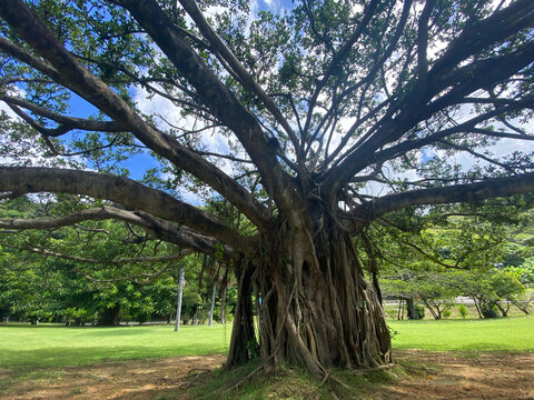 Large banyan tree with aerial roots in a tropical landscape