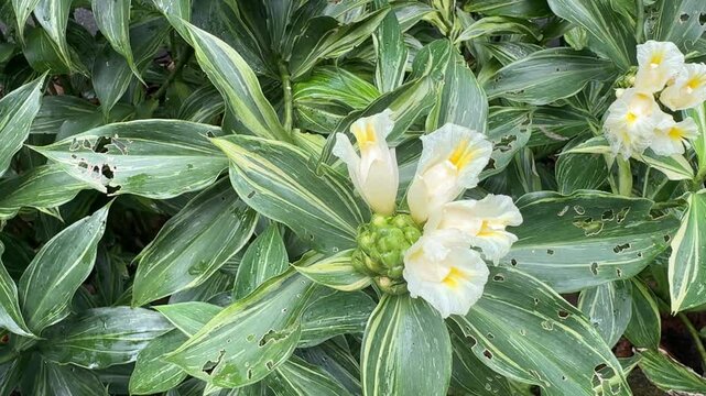 Flowering Crepe Ginger (Cheilocostus speciosus)