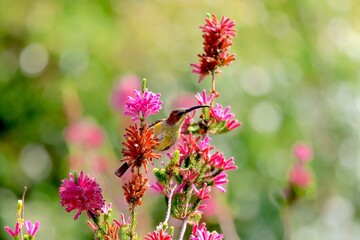 Female malachite sunbird feeding on pink Erica flowers amid fynbos heath