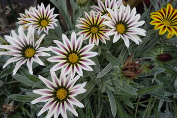 Colorful flower  tropical foliage nature background