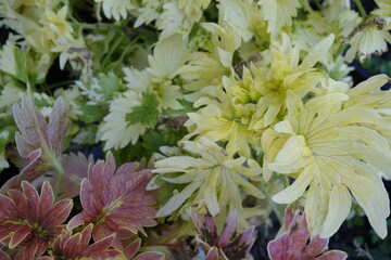 Colorful flower  tropical foliage nature background