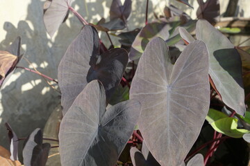Colorful flower  tropical foliage nature background