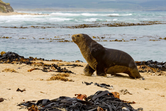 Large male sea lion walking on a sandy beach strewn with seaweed against a background of ocean