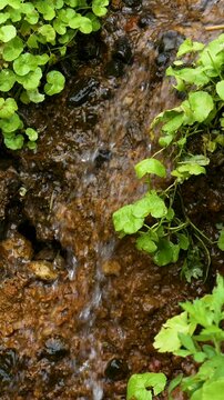 Close-up of flowing water amidst green vegetation and warm light. Designed for vertical social media advertising, tourism promotions, and lifestyle branding.