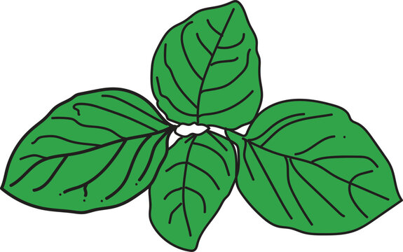 daun bayam.eps