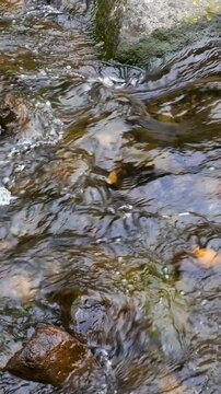 Closeup calm wilderness stream showing authentic current and organic detail. Perfect for Vertical meditation platforms and eco brand storytelling.