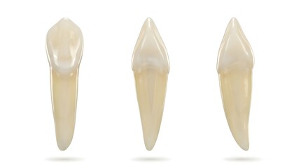 Fototapeta premium 3D Canine Tooth Models Illustration in Multiple Angles