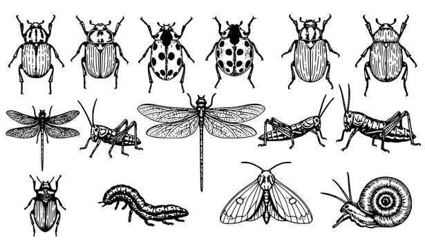 Hand drawn insect collection vector set with beetles dragonfly caterpillar moth and snail scientific line art
