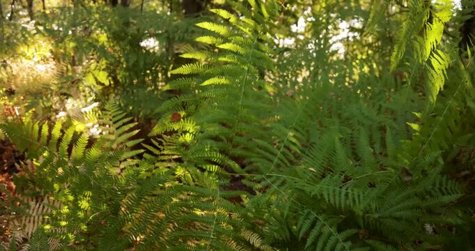 A green leafy plant in a lush forest with a lot of leaves