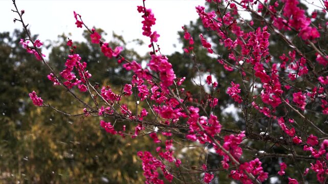 雪が舞う美しい梅の季節