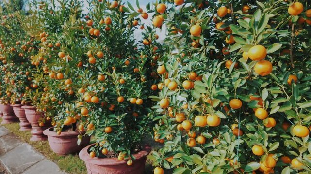 Row of kumquat trees for Tet lunar new year along road market in Vietnam, Festive kumquat decorations in pots before Tet holiday in Asia 4k