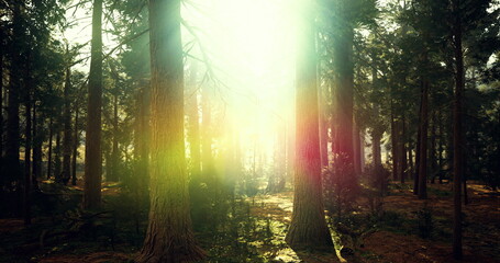 Obraz premium Sunlit pine forest at golden sunrise, ideal backdrop for yoga instructor leading mindful forest retreat soft sunbeams pierce mist between trunks, wet moss