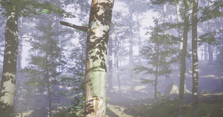 Fototapeta premium Misty birch avenue with muted light, layered trunks recede into soft gray haze, subtle ground texture and low contrast create contemplative mood for editorial