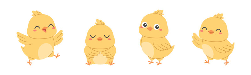 Cute Easter chick character bundle with different poses. Yellow baby chicken set for spring farm designs © Tetiana