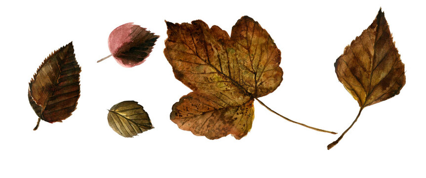 Watercolor collection of withered autumn leaves, rustic brown fall foliage hand painted on a transparent background.