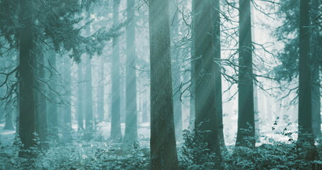 Fototapeta premium teal mist forest with tall pines, soft diffused light through trunks, mossy undergrowth and ferns, cool palette evokes calm and mindfulness, perfect