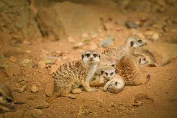 Fototapeta premium Family group of meerkats sitting and resting together on sandy ground. Social behavior of wild animals in zoo environment. 