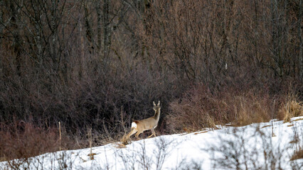 Brocard évoluant seul dans une clairière dans la neige dans les montagnes de Bieszczady en Pologne en hiver © michel