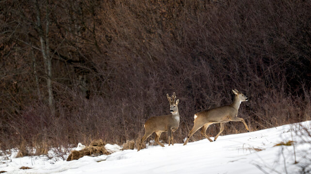 Brocard et chevrette &eacute;voluant dans une clairi&egrave;re dans la neige dans les montagnes de Bieszczady en Pologne en hiver