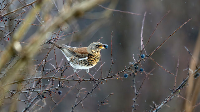 Grive draine, turdus viscivorus, dans les branches d'un sorbier mangeant les baies en hiver en Pologne