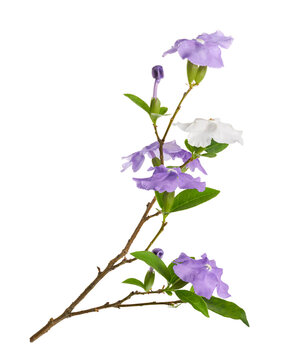 Brunfelsia uniflora branch with purple and white flowers isolated on Transparent background with clipping path.