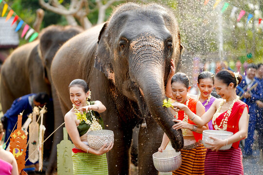 Closeup group of beautiful Thai young lady in the Thai traditional dress play to sprinkle and splash water from silver bow with Asia elephant on the Thai New Year's Day or Songkran water festival