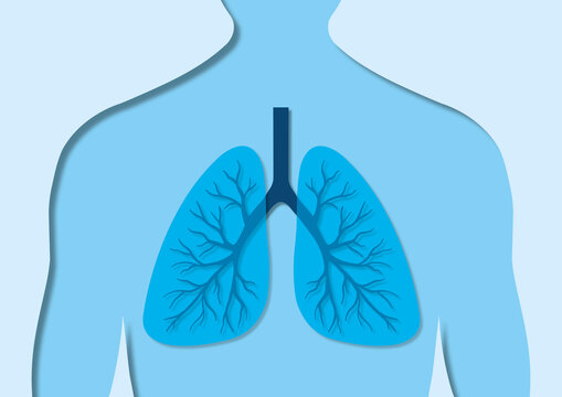 Lungs, illustration