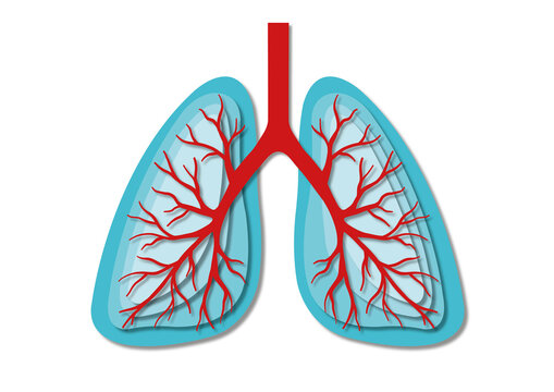 Lungs, illustration